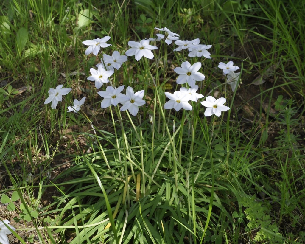Image of Ipheion uniflorum specimen.