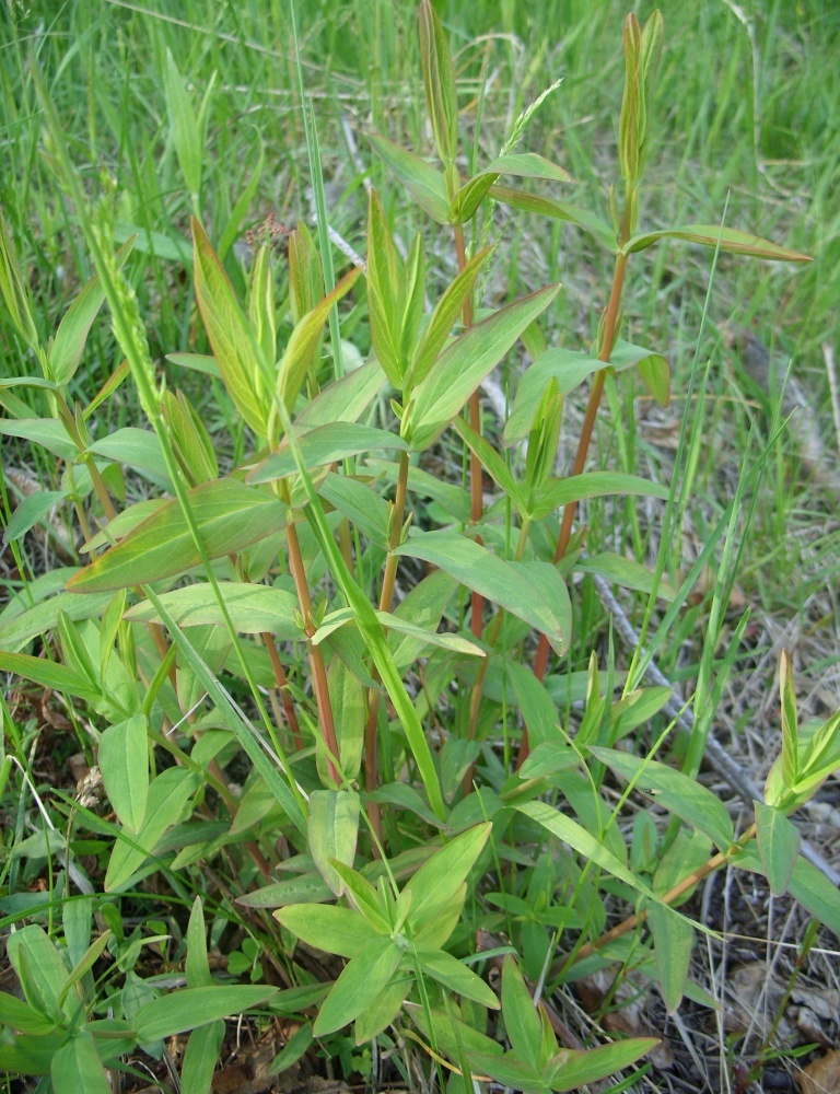 Image of Hypericum gebleri specimen.