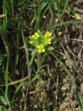 genus Alyssum. Цветущее растение. Крым, Карадагский заповедник, биостанция, возле тропы. 6 апреля 2013 г.