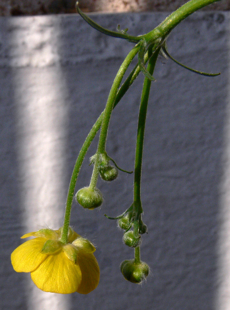 Изображение особи Ranunculus polyanthemos.