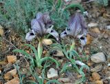 Iris acutiloba