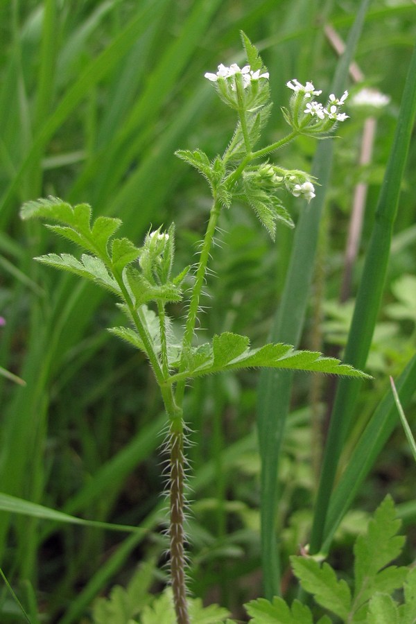 Изображение особи Physocaulis nodosus.