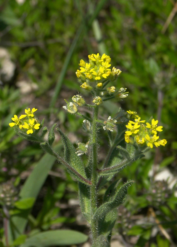 Изображение особи Alyssum hirsutum.