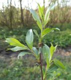 Salix myrsinifolia