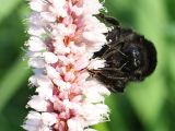 Bistorta officinalis