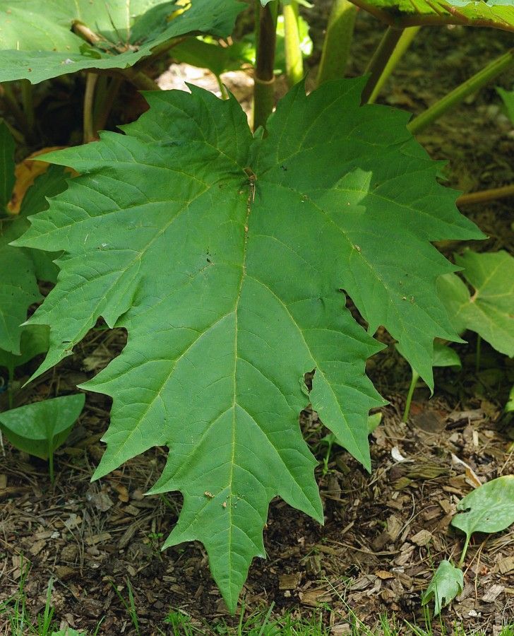 Image of Rheum palmatum specimen.