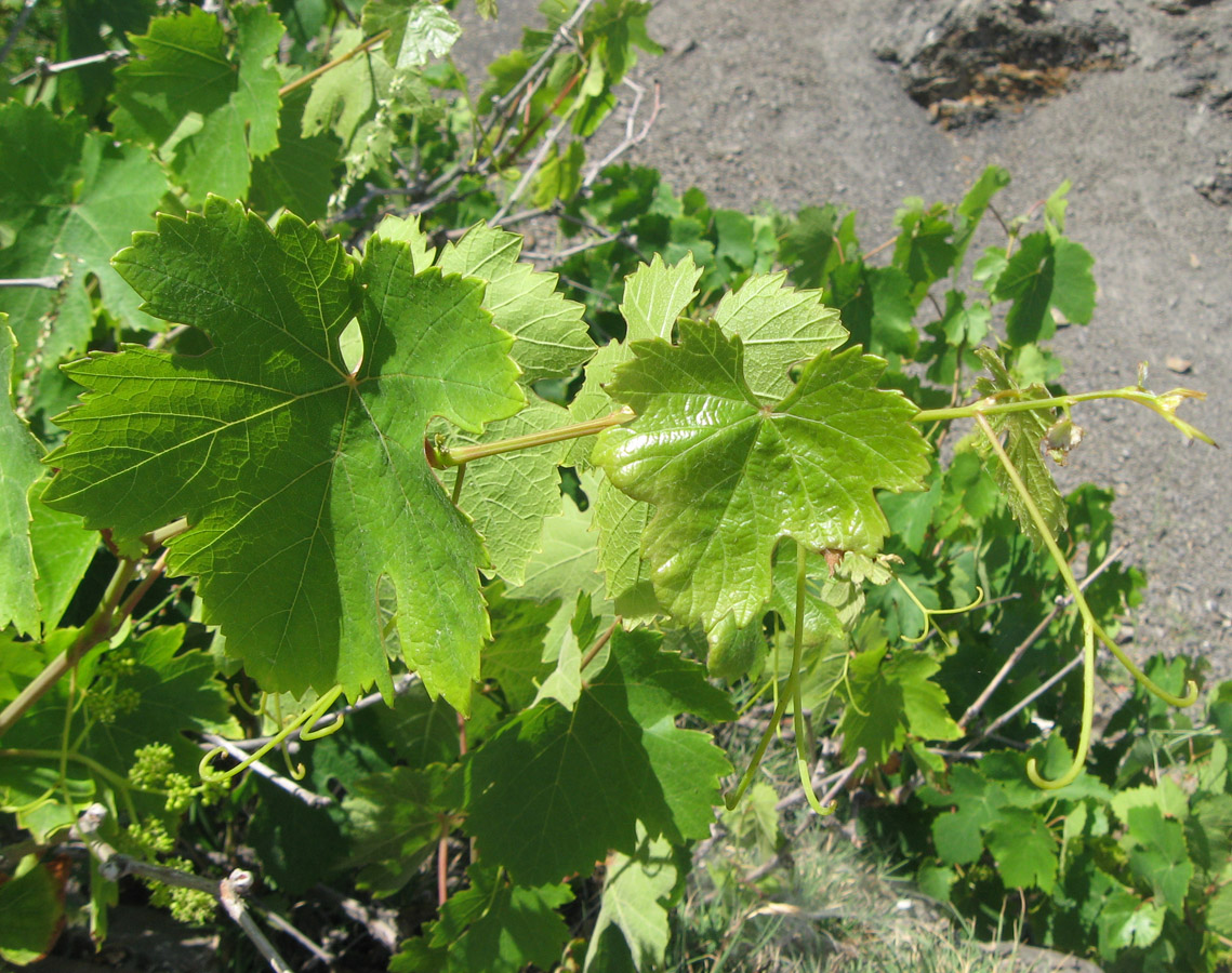 Image of Vitis vinifera specimen.