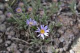 Aster serpentimontanus. Соцветия. Республика Бурятия, г. Улан-Удэ, окр. оз. Тулунжинское, южный склон сопки. 09.06.2013.