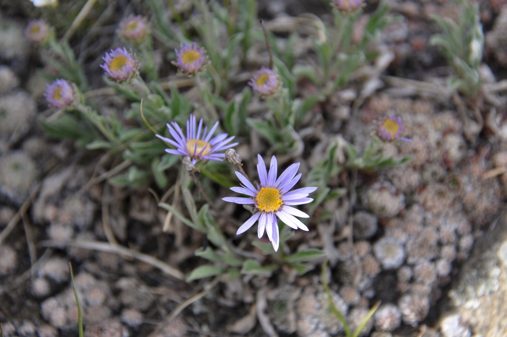 Изображение особи Aster serpentimontanus.