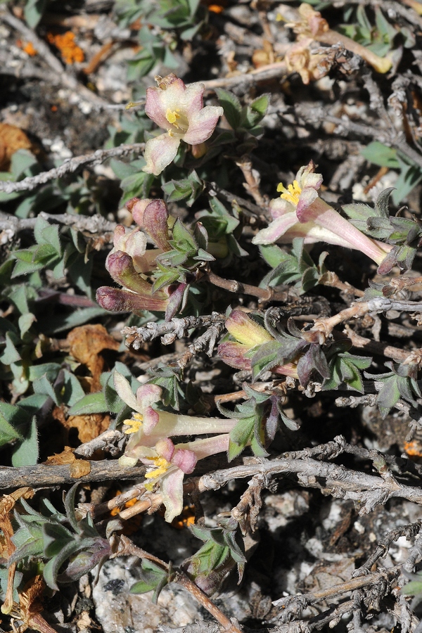 Изображение особи Lonicera humilis.