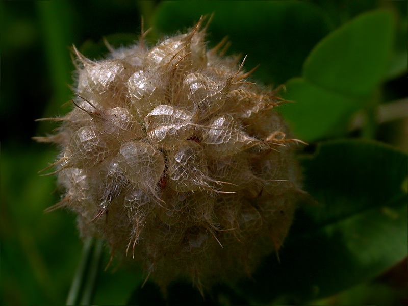 Изображение особи Trifolium fragiferum.