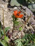 Adonis aestivalis
