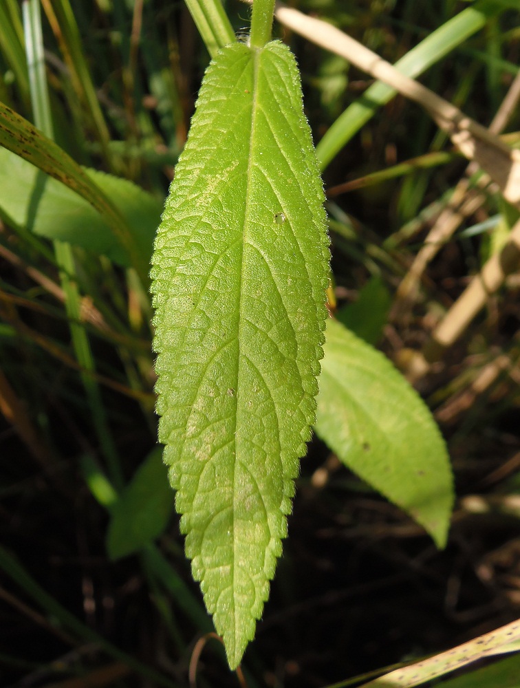 Image of Stachys palustris specimen.