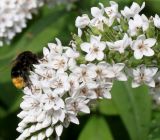 Lysimachia clethroides