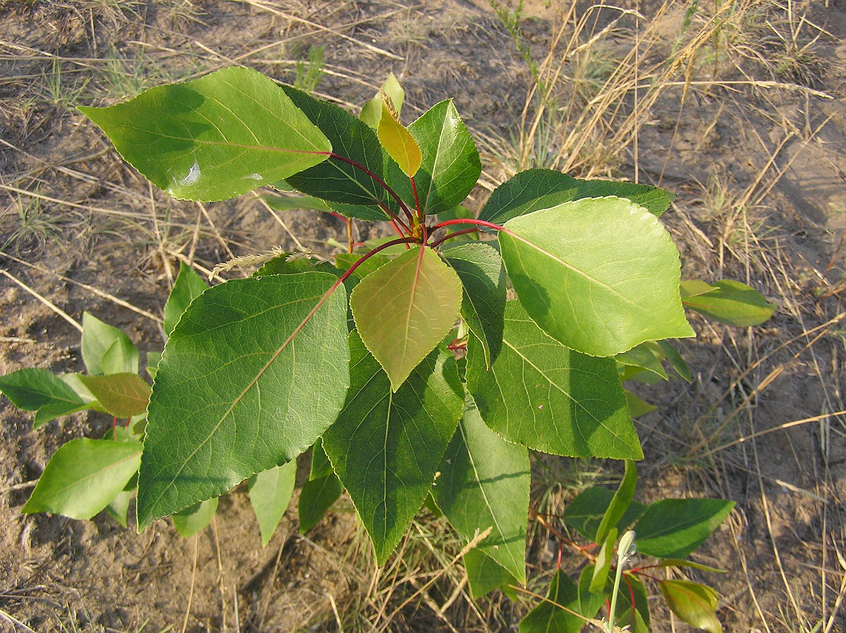 Изображение особи Populus &times; sibirica.
