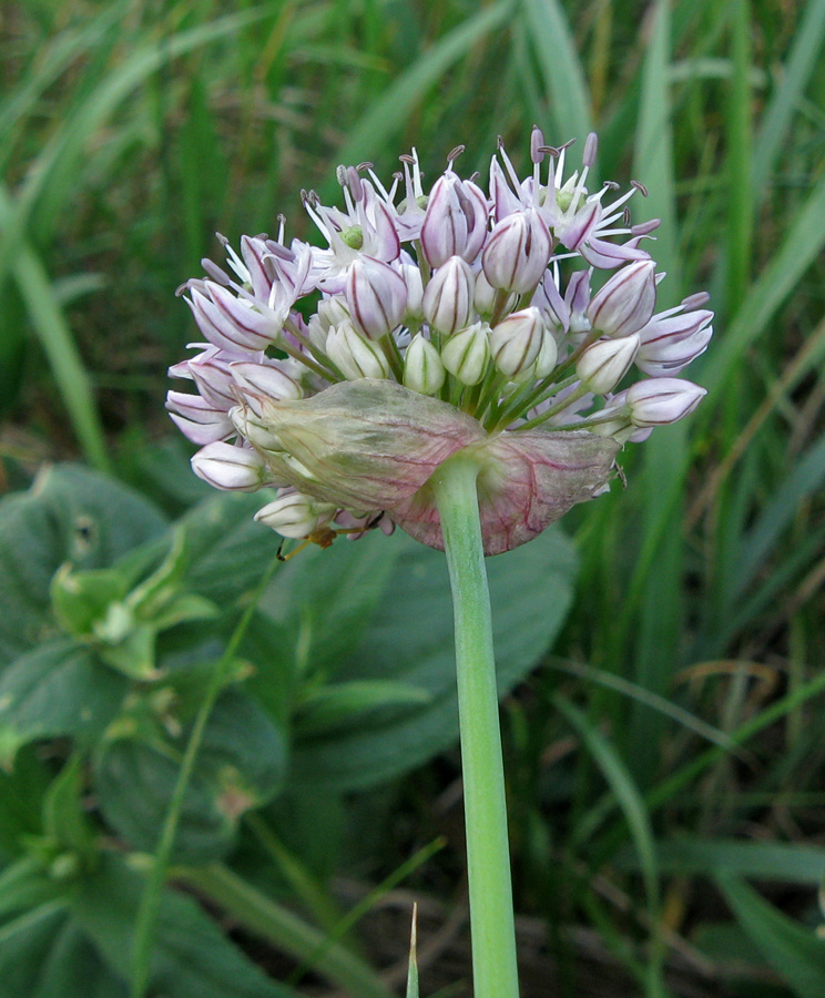 Изображение особи Allium quercetorum.