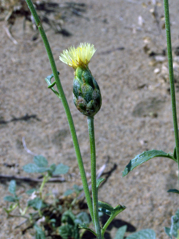 Image of Amberboa turanica specimen.