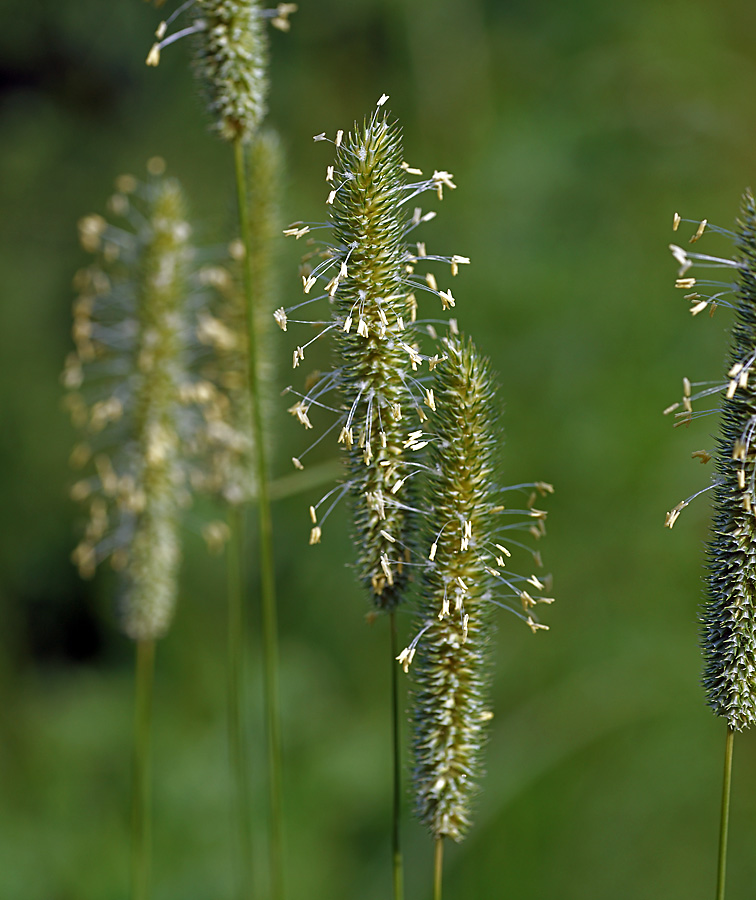 Image of Phleum pratense specimen.