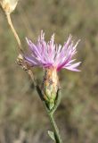 Centaurea caprina. Соцветие (вторичное цветение) (Centaurea koktebelica Klokov). Крым, окр. Феодосии, Арматлукская долина, степной склон. 10 октября 2013 г.