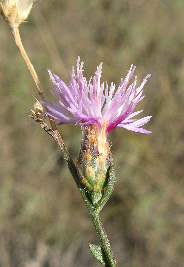 Изображение особи Centaurea caprina.