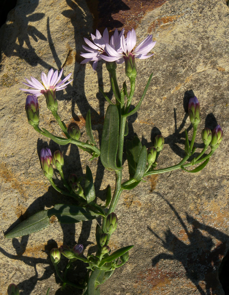 Image of Tripolium pannonicum specimen.