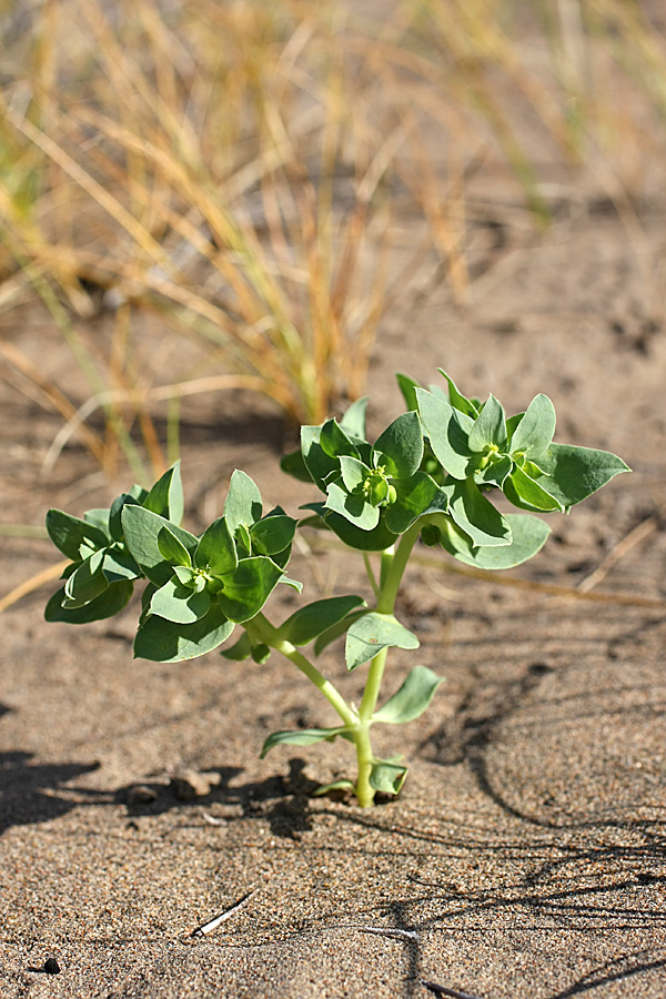 Image of Euphorbia densa specimen.