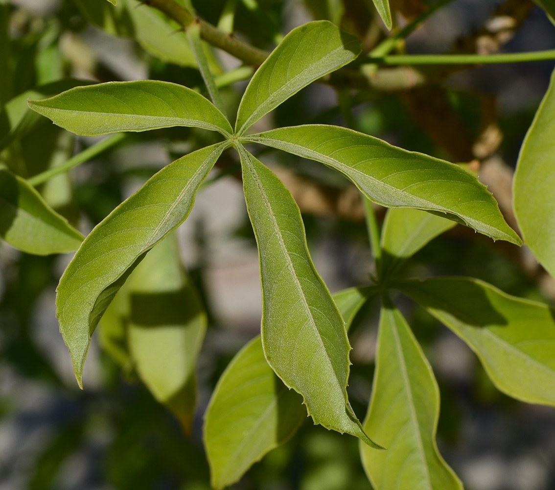 Изображение особи Adansonia digitata.