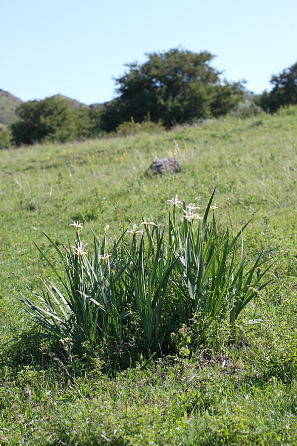 Image of Iris sogdiana specimen.