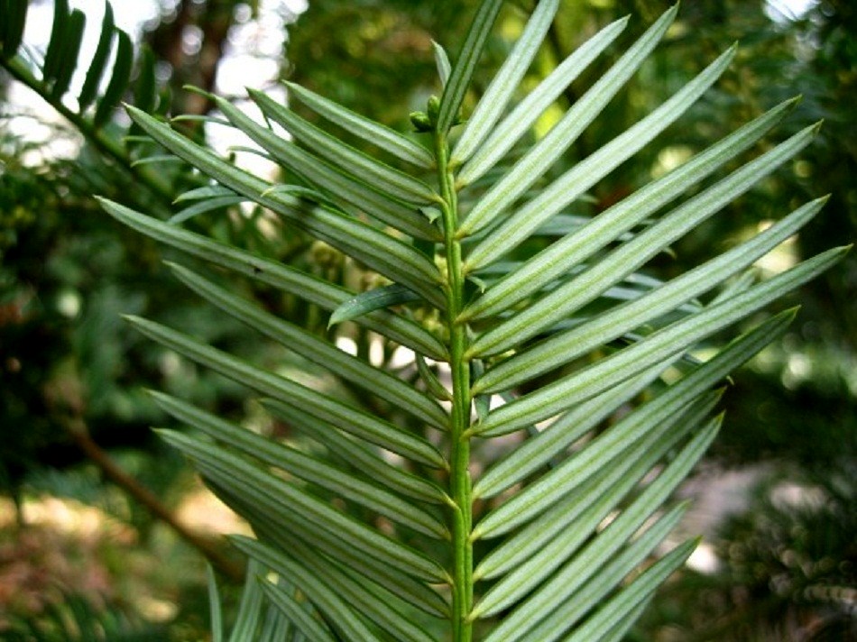 Image of Cephalotaxus harringtonia specimen.