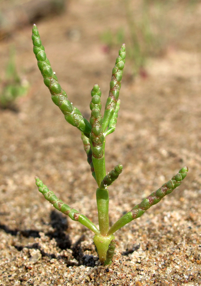 Изображение особи Salicornia europaea.