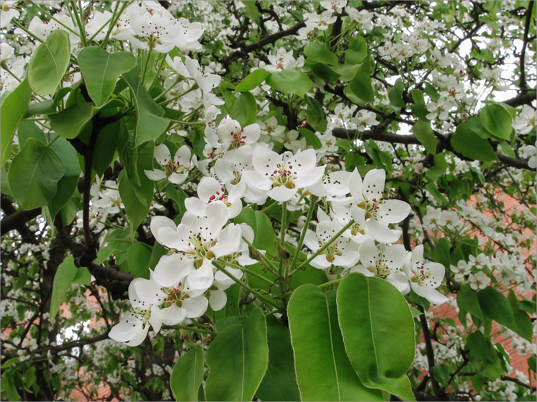 Image of Pyrus communis specimen.