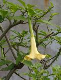 Brugmansia aurea. Цветок. Украина, г. Запорожье, Запорожский детский ботанический сад. 06.11.2013.