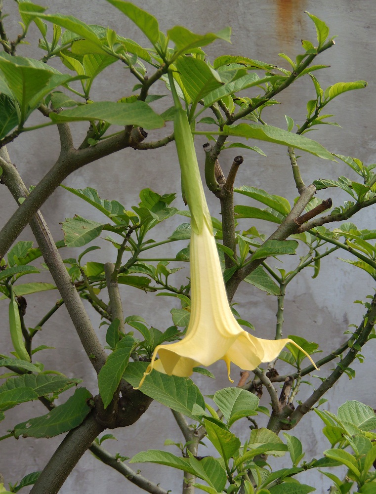 Image of Brugmansia aurea specimen.