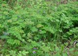 Lathyrus humilis. Цветущие растения. Иркутск, территория курорта \"Ангара\". 12.06.2013.