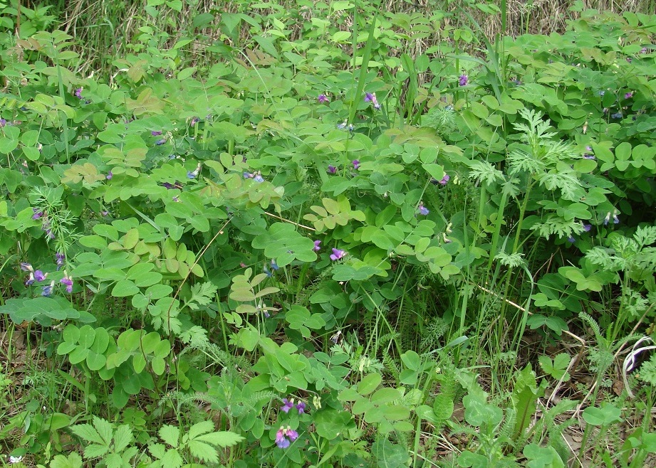 Image of Lathyrus humilis specimen.