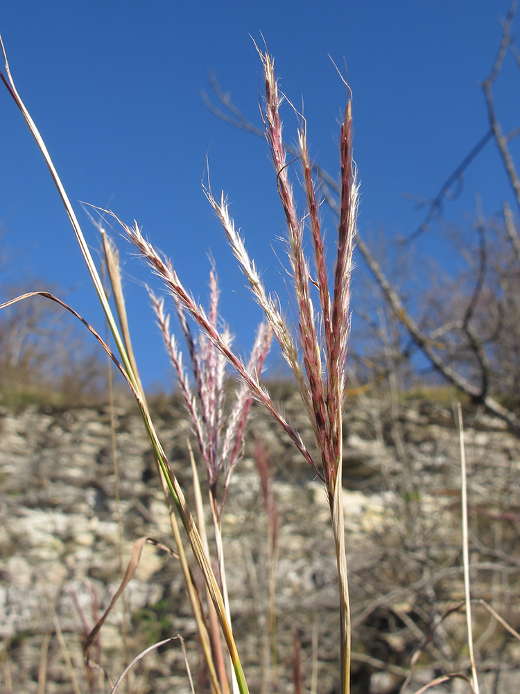 Изображение особи Bothriochloa ischaemum.