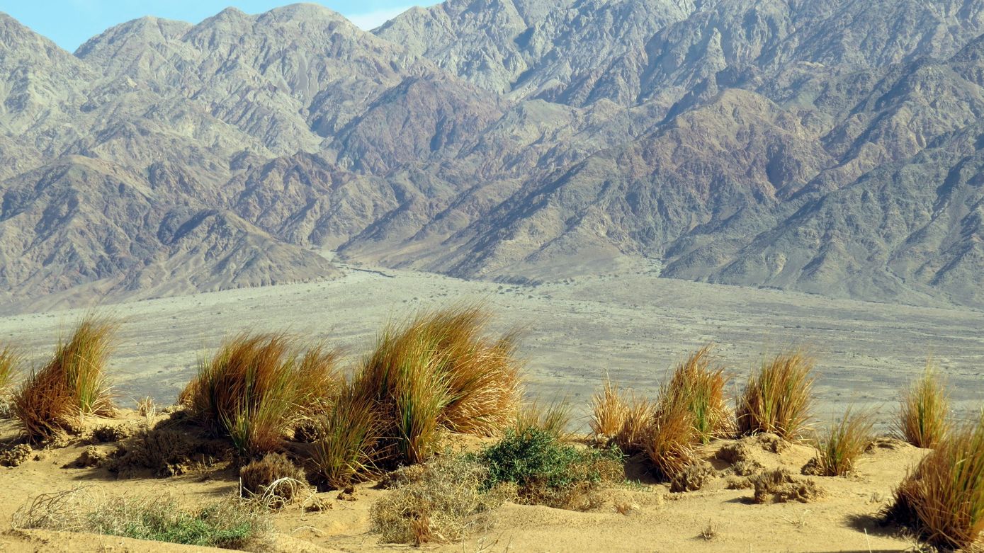 Image of Eragrostis bipinnata specimen.