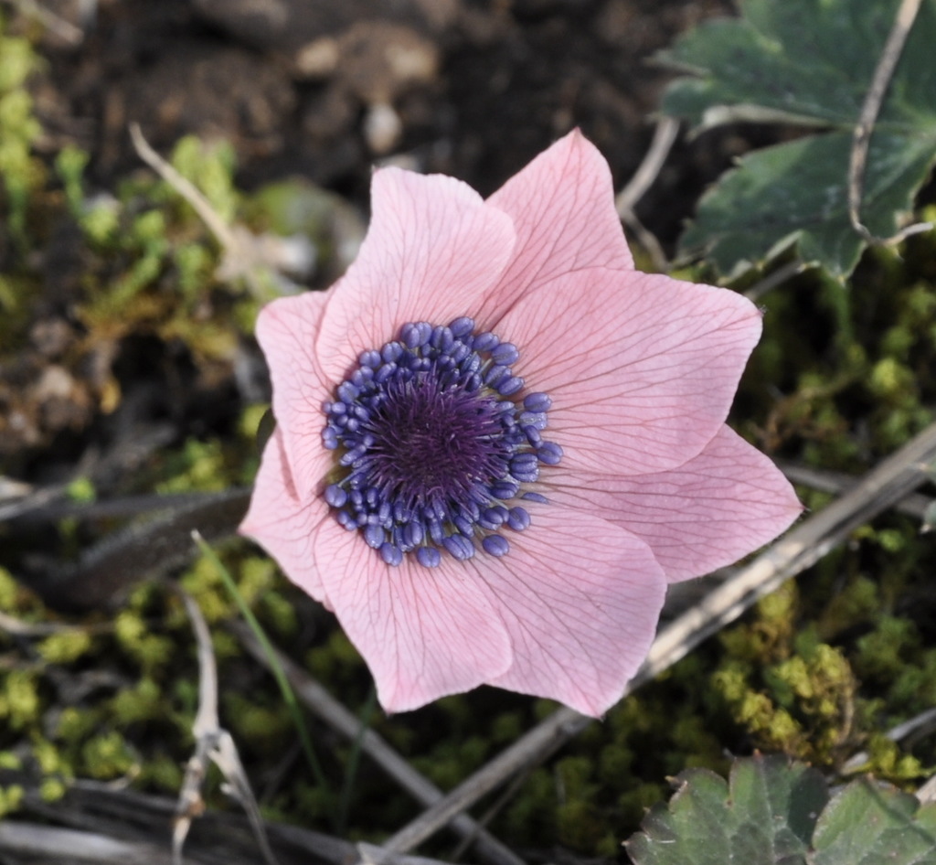 Изображение особи Anemone coronaria.