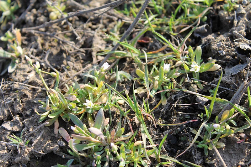 Изображение особи Holosteum umbellatum.