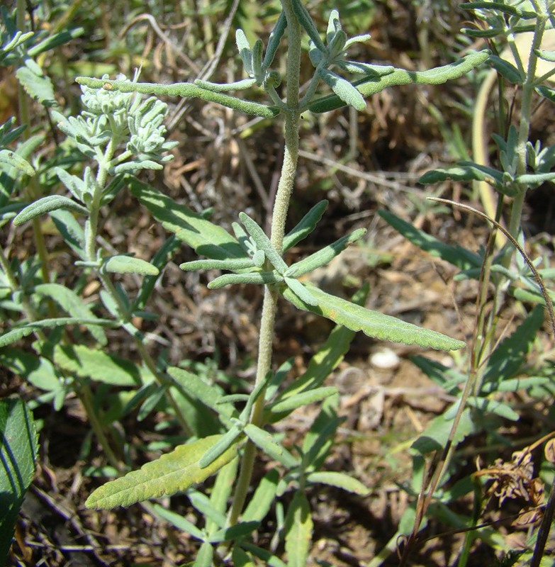 Изображение особи Teucrium capitatum.