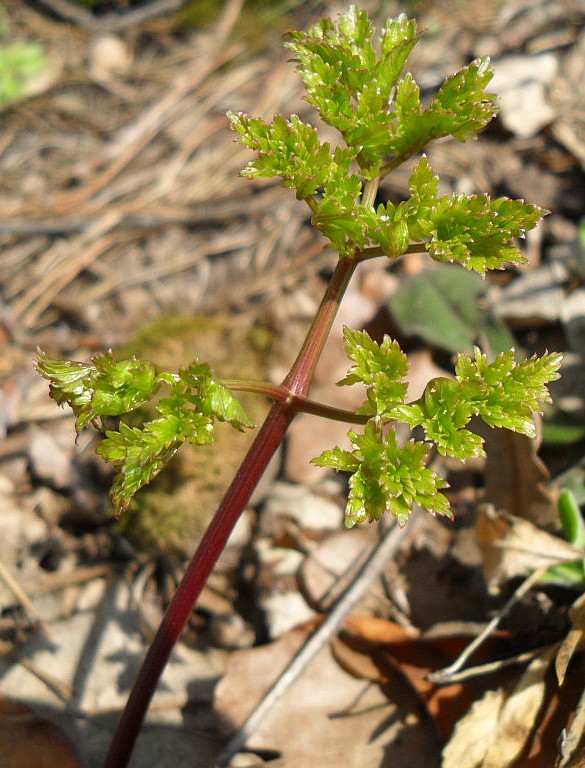 Изображение особи Peucedanum oreoselinum.