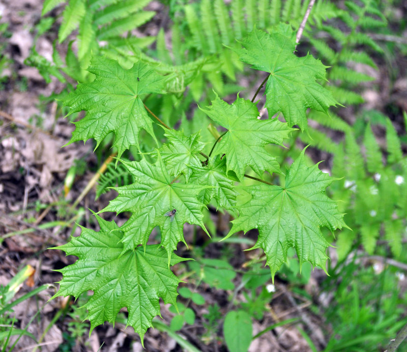 Image of Acer platanoides specimen.