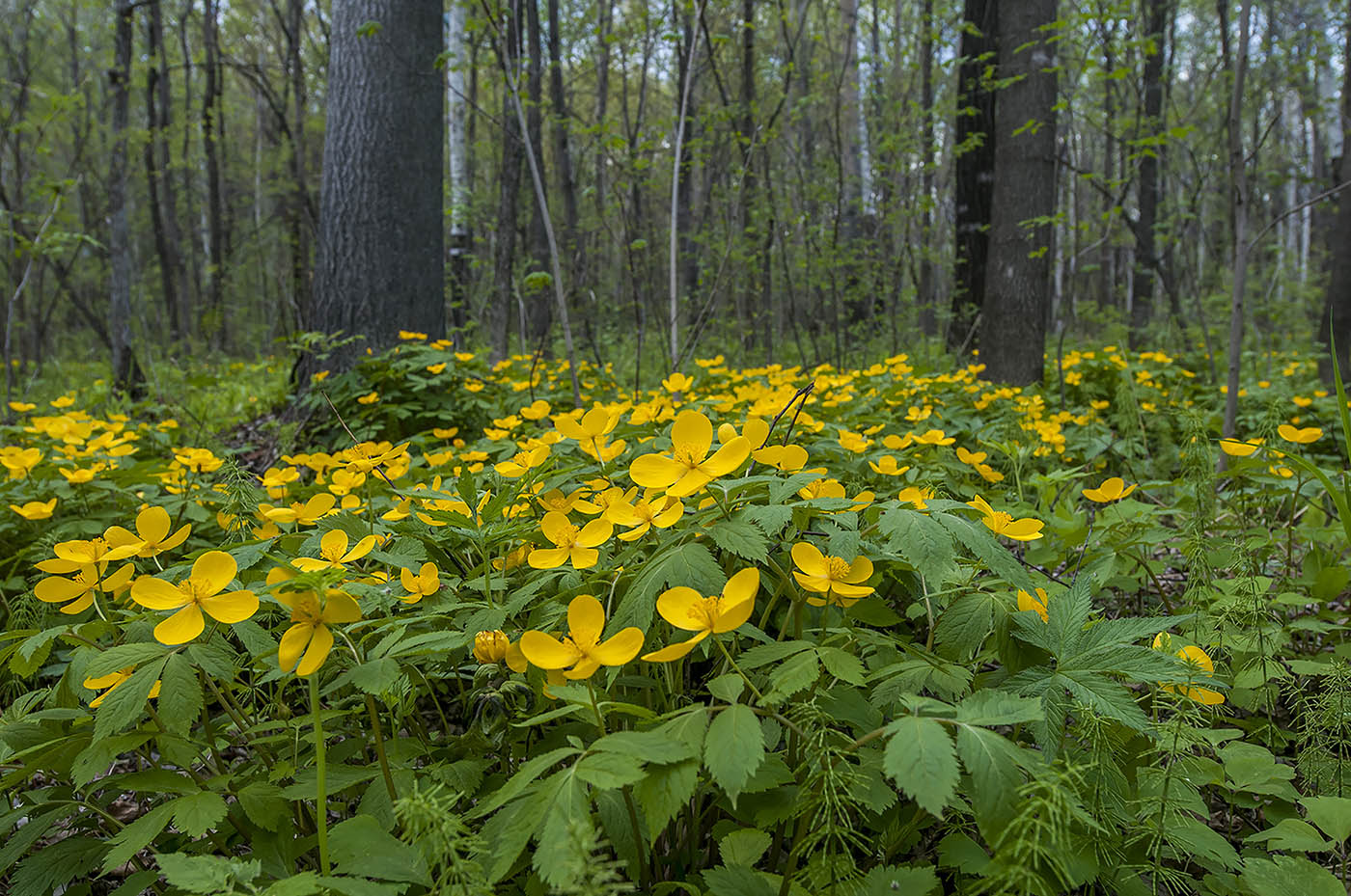 Изображение особи Hylomecon vernalis.