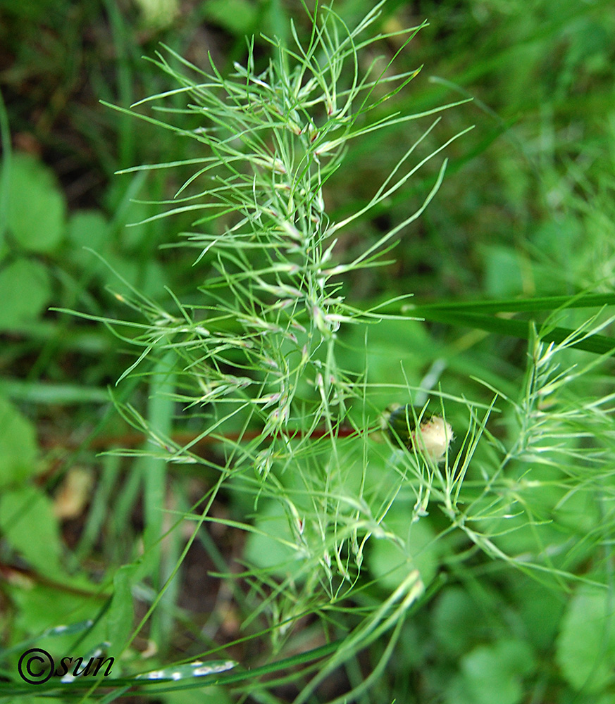 Изображение особи Poa bulbosa ssp. vivipara.