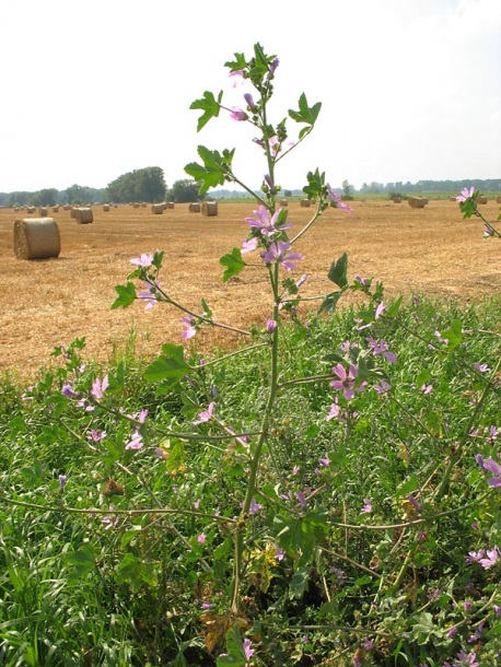 Image of Malva sylvestris specimen.