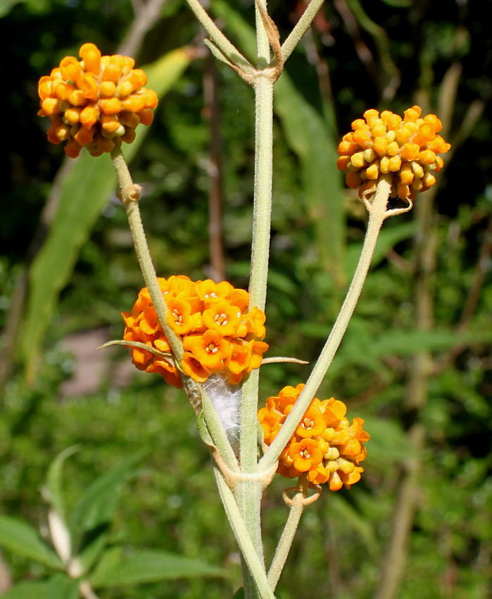 Image of Buddleja globosa specimen.