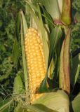 Zea mays