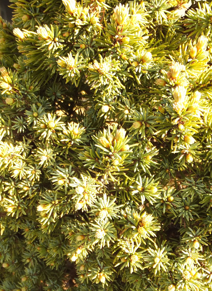 Image of Picea glauca specimen.