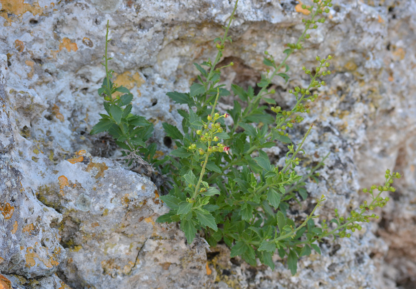 Изображение особи Scrophularia rupestris.