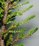 Calluna vulgaris